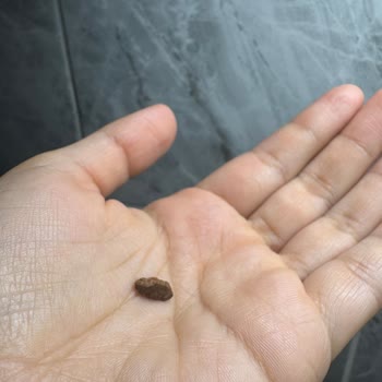 Doğum Günü Pastasında Taş Şoku