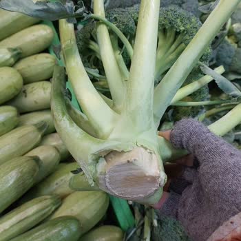 Brokoli Skandalı: Müşteriye Odunlaşmış Ürün Satışı