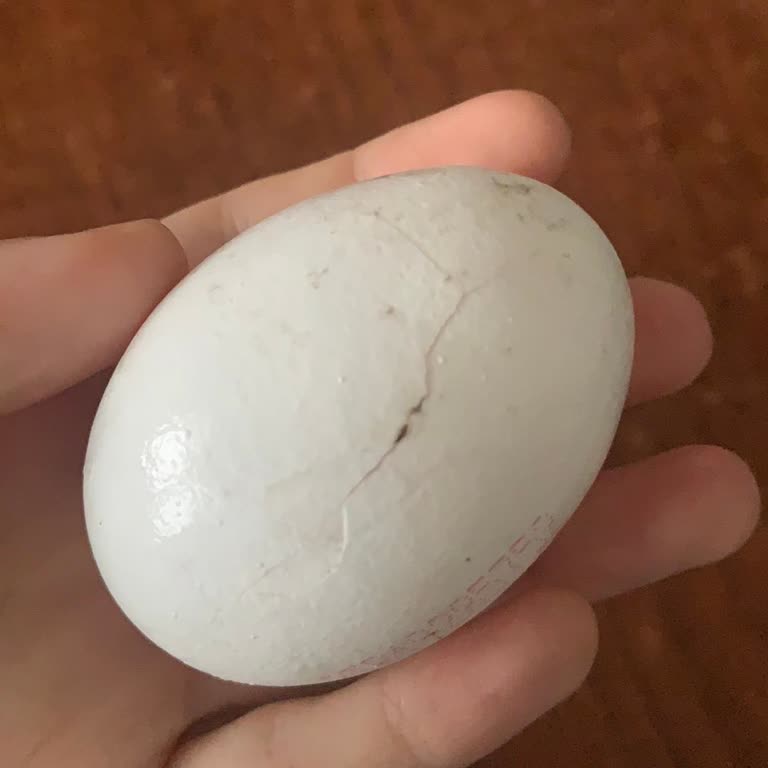 Kırık Yumurtalarla Karşılaştım: BİM'den Aldığım Ürünler Hakkında Şikayetim