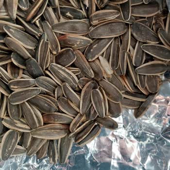 Şok Marketten Aldığım Çekirdekten Kurt Çıktı: Güven Sarsıldı