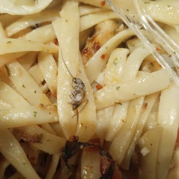 Makarnam Siparişimde Böcek Şoku: Hijyen Sıfır