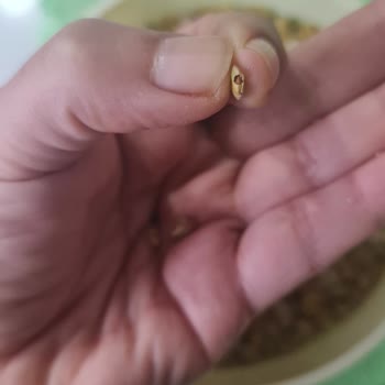 Böcekli Mercimek Şoku