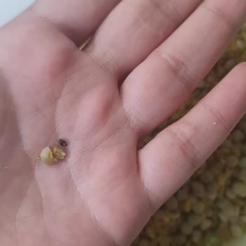 Böcekli Mercimek Şoku