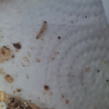 A101 Protein Bisküvisinden Kurt Çıkmasıyla Şok Oldum!