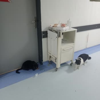 Sağlık Bakanlığı Kardiyoloji 1&2 Şikayetçiyim