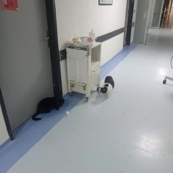 Sağlık Bakanlığı Kardiyoloji 1&2 Şikayetçiyim