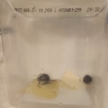 Küflü Zeytin Şoku: Tukaş Ve A101 Sorumlu!