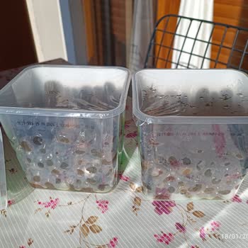 Küflü Zeytin Şoku: Tukaş Ve A101 Sorumlu!