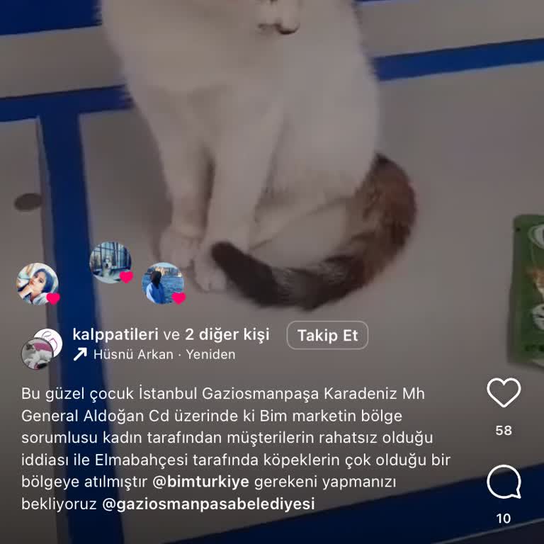 BİM Mağaza Müdürünün Kediye Yaptığı Haksızlık