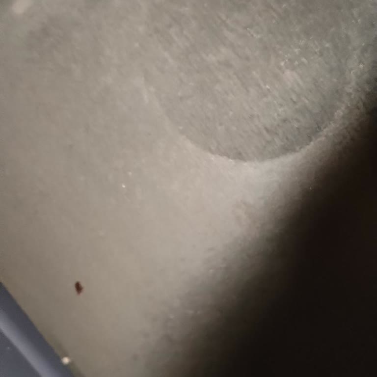 Yolculuk Sırasında Böcek Sorunu