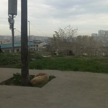 Esenyurt'ta Sokak Köpekleri Sorunu Ve Güvenlik Endişesi