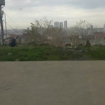 Esenyurt'ta Sokak Köpekleri Sorunu Ve Güvenlik Endişesi