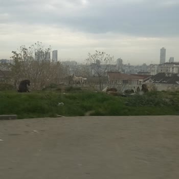Esenyurt'ta Sokak Köpekleri Sorunu Ve Güvenlik Endişesi
