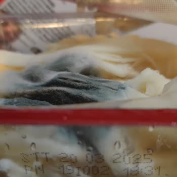 Taze Peynirde Beklenmedik Küf Sorunu