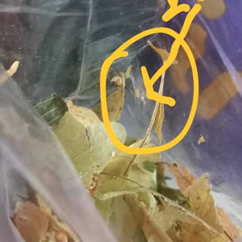 Trendyol Market'te Kurtlu Ürün Ve Eksik Gönderim Sorunu