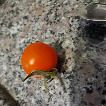 Arçelik Buzdolabı Sorunu Ve Yetersiz Çözüm