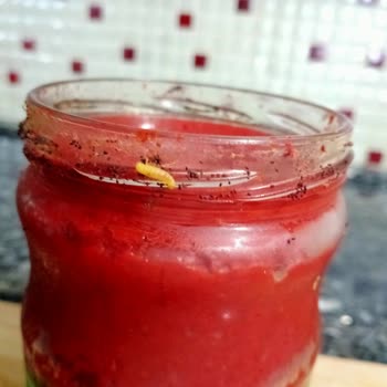 Biber Salçasında Kurt Şoku!