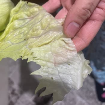 Komagene Mehterçeşme'de Hijyen Skandalı: Böcekli Kıvırcıklar