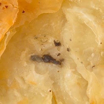 Levent Börek'ten Gelen Şok Edici Buluntu