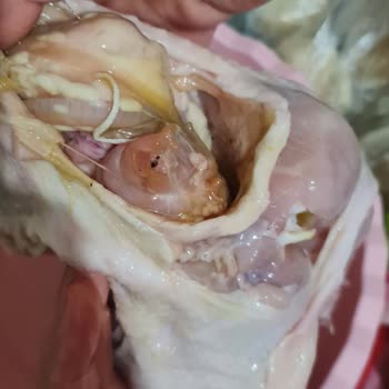 Yeşil Tavuk Skandalı: Sağlığımız Tehlikede!