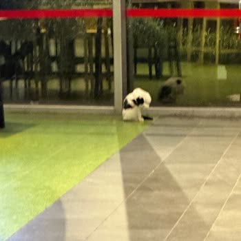 Hijyen Sorunları Ve Kötü Kokular