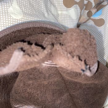 Lamelif Giyim'den Gelen Arızalı Ürün Ve Yetersiz Çözüm