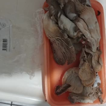 Küflü Ürün Ve Tarih Değişikliği Şüphesi