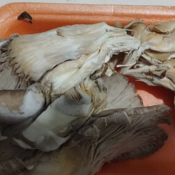 Küflü Ürün Ve Tarih Değişikliği Şüphesi