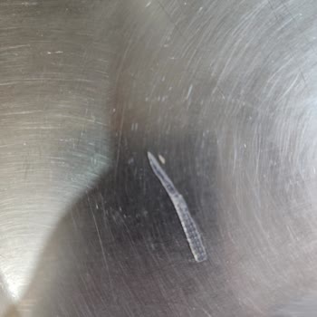 Markalı Kurabiyede Plastik Parça Bulundu