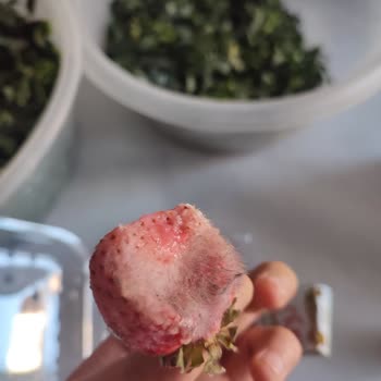 Migros'tan Aldığım Çilekler Küflü Ve Böceklenmiş Çıktı
