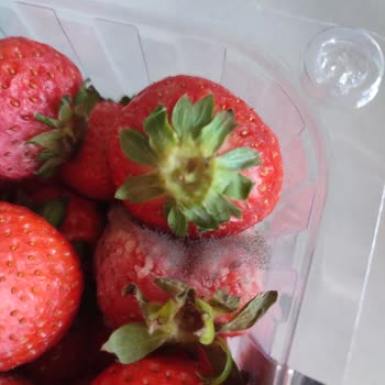 Migros'tan Aldığım Çilekler Küflü Ve Böceklenmiş Çıktı