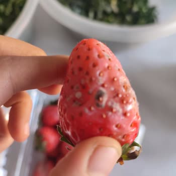 Migros'tan Aldığım Çilekler Küflü Ve Böceklenmiş Çıktı