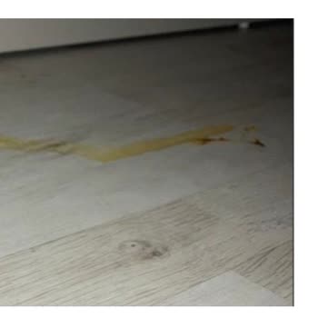 Petspati.com Sahte Kedi Maması Mağduriyeti