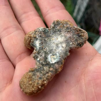 Köpek Mamasında Beklenmedik Küf Sorunu