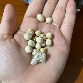 Çerezya Beyaz Leblebi İçinden Çıkan Taş Şoku