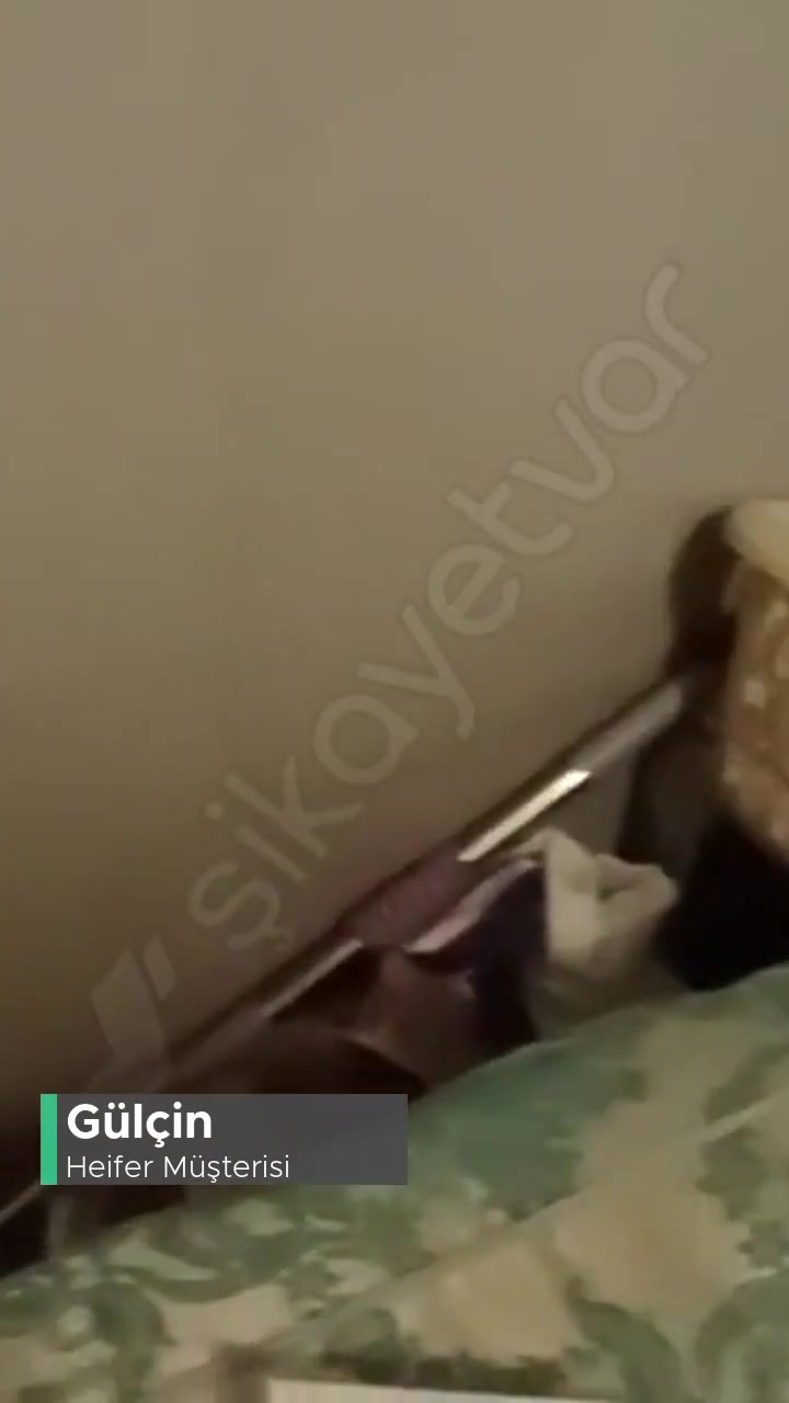 Heifer Bu Konuda Çok Mağdurum! videonun kapak resmi