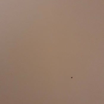 Bellona'dan Gelen Hasarlı Ürünler Ve Etik Dışı Davranış