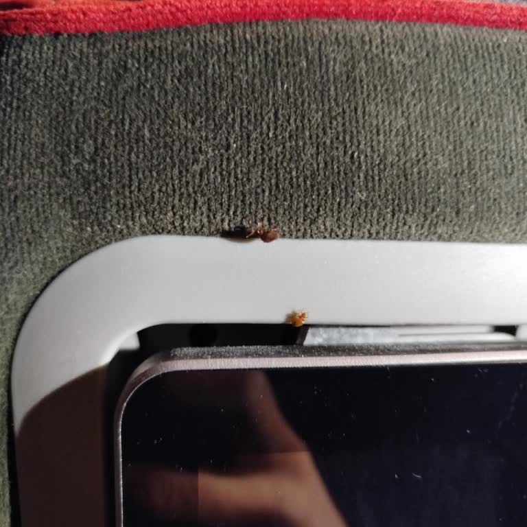 Seyahat Sırasında Tahtakurusu Sorunu