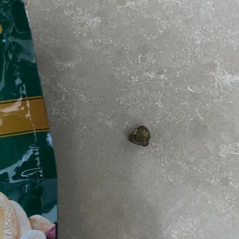 Migros Çerez Paketinde Taş Ve Kum Şoku