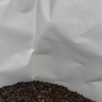 Çaykur Çayı Böcek Sorunu: Sağlığımız Tehlikede!