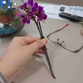 Yanıltıcı Orkide Siparişi: Gerçek Çiçek Beklerken Hayal Kırıklığı