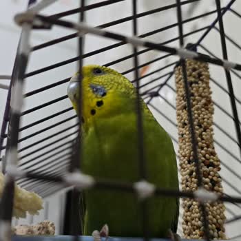 Doğa Veteriner Kliniği | Kütahya Hiçbir Şey Yapmadığı Halde Ücret Aldı!