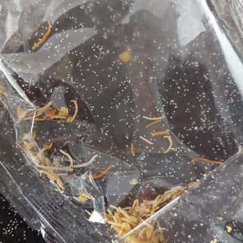 Patiswiss Kurabiyede Gizemli İplik!