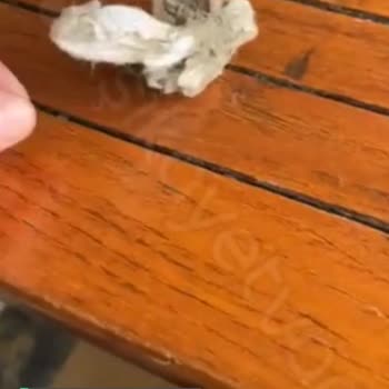 Paşalimanı Beltur Temizlik Problemi!