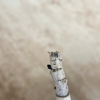 Winston Slender Blue Sigara İçinde Kurt Şoku