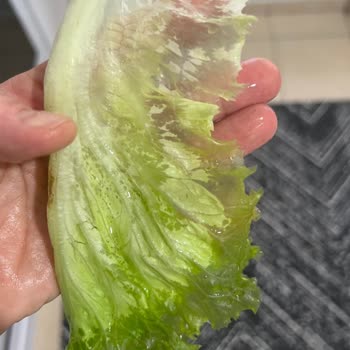 Bosch Buzdolabı Sorunu: Donduran Soğutucu Ve Çözüm Beklentisi