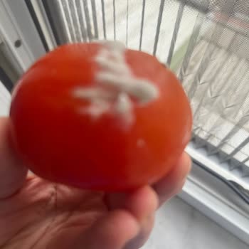 Bosch Buzdolabı Sorunu: Donduran Soğutucu Ve Çözüm Beklentisi