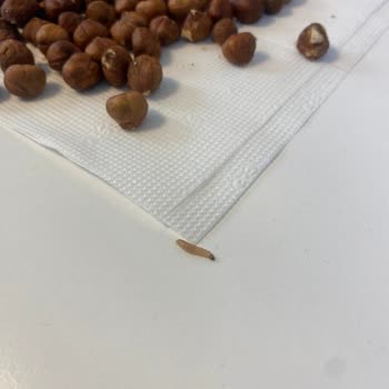 Şok Marketleri'nden Aldığım Çiğ Fındık Kurtlu Çıktı!