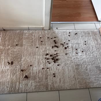 Kargo Hizmetinde Sorumluluk Eksikliği