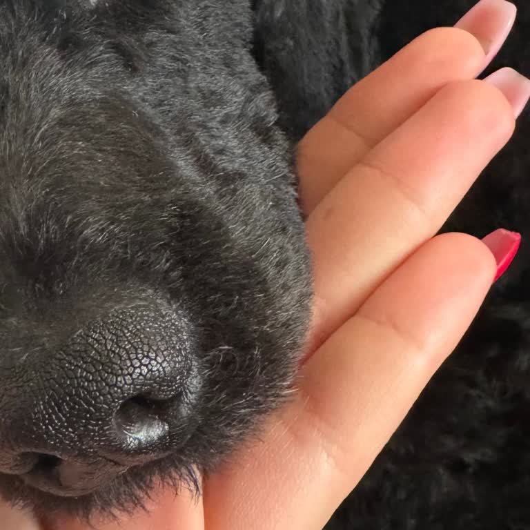 Patico Pets Club (İzmir) Evcil Hayvan Kuaföründe Dikkatsizlik